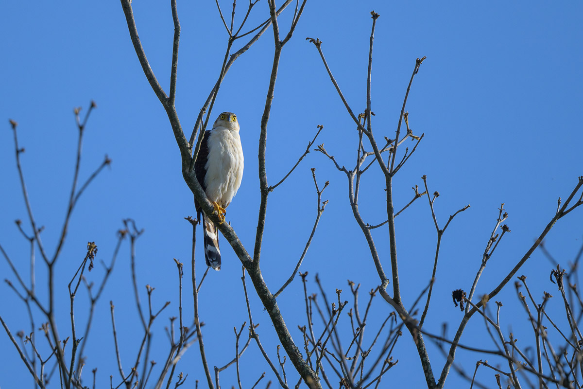 Z7D_6065.jpg