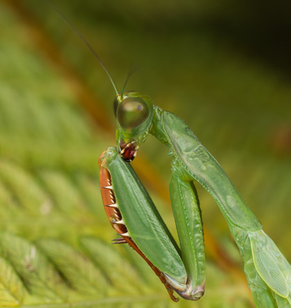 Madagaskar-12
