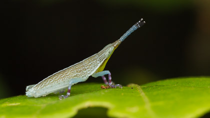 Madagaskar-12