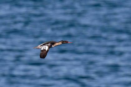Fåglar Sverige/ Birds Sweden