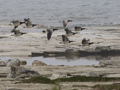 Fåglar Sverige/ Birds Sweden