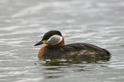 Fåglar/ Birds