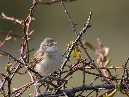 Fåglar Sverige/ Birds Sweden