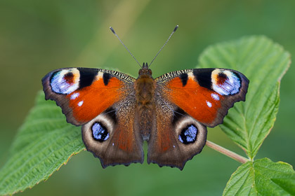 Dagfjärilar/ Butterflies